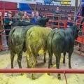 Cattle Show and Sale (17)